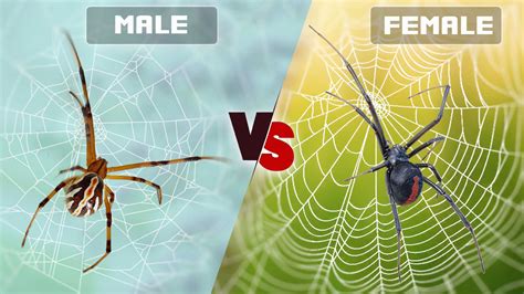 Male vs Female Black Widow Spider: Identifying the Differences