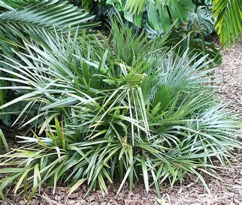 How To Grow Needle Palm Tree (Rhapidophyllum hystrix)