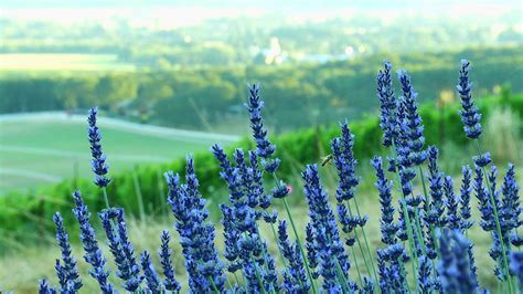 A Lavender Farm in Full Bloom - video – Cooking Up a Story