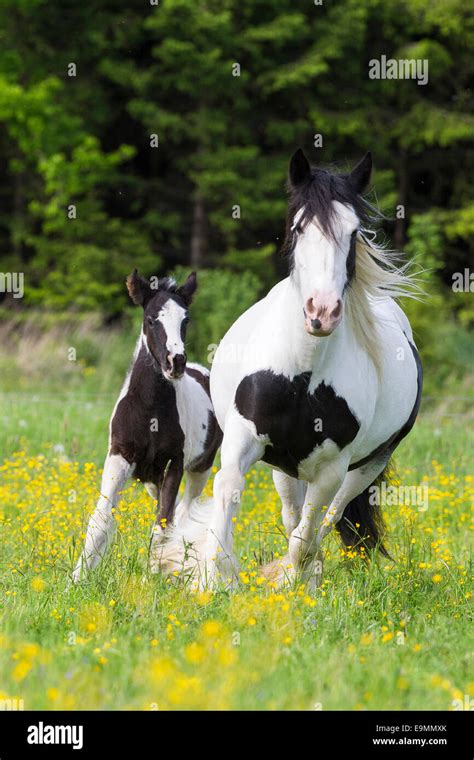 Gypsy Vanner Horse Piebald mare foal galloping meadow Austria Stock Photo - Alamy