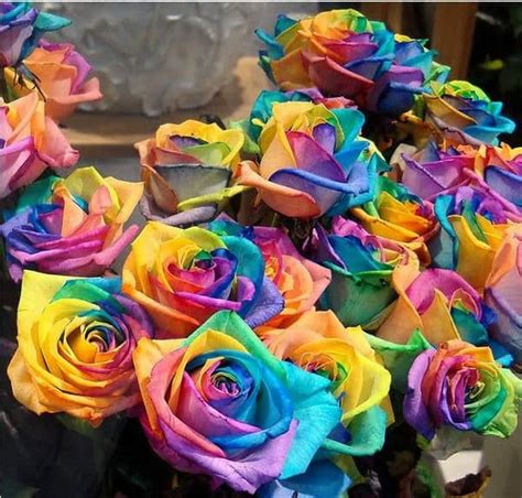 Rainbow Rose Seeds – NoveltyStreet