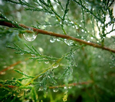 Impressive Examples of Dew Photography - YusraBlog.com