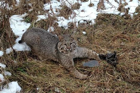 How to Trap a Bobcat: a Quick & Easy Guide for Catching Bobcats