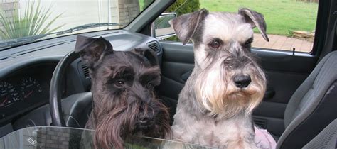 Miniature Schnauzer Dog Rescue, serving the Pacific Northwest, Oregon ...