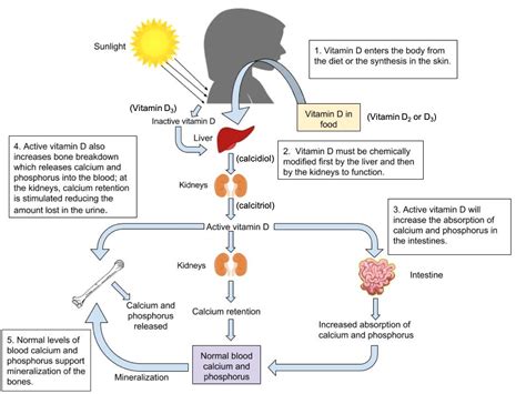 Vitamin D: Important to Bone Health and Beyond – Nutrition: Science and Everyday Application, v. 1.0