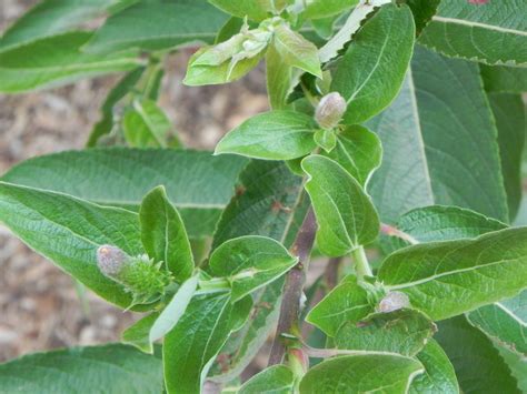 Leaves of Goat Willow | Nature Photo Gallery