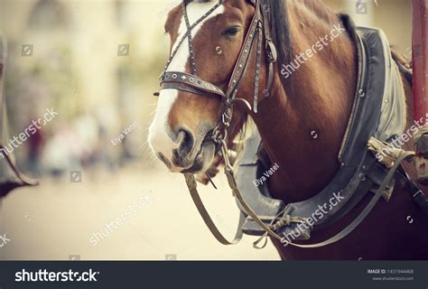 Portrait Brown Draught Horse Harnessed Carriage Stock Photo 1431944468 ...