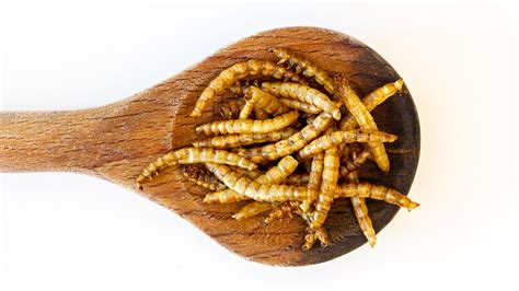 Why edible worms could help solve global health issues | University of Chicago News