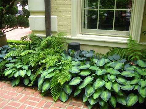 Shade - ferns and hostas, this isn't exactly what I want, too much green. I need to think about ...