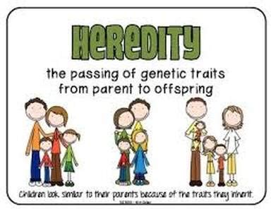 Big Idea 7: Heredity - AP Biology