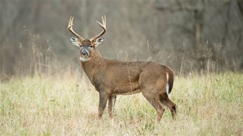 How to Age a Whitetail Buck on the Hoof | MeatEater Wired To Hunt