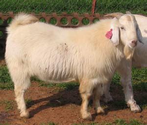 Goat Breeds Savanna – Goats | Company Pride