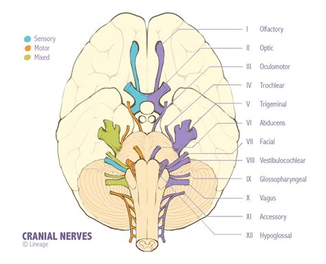 Mixed Cranial Nerves