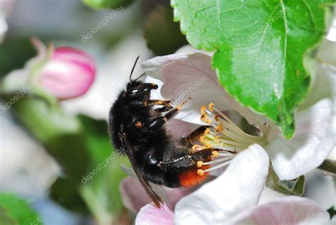 große schwarze Hummel — Stockfoto #11077236