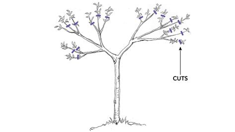 How to Prune Dwarf Fruit Trees - Fine Gardening