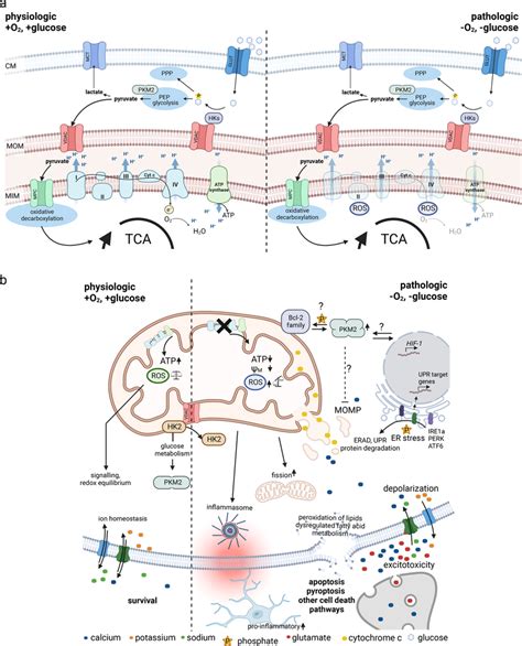 Mitochondrial function in cellular bioenergetics and metabolism. a ...