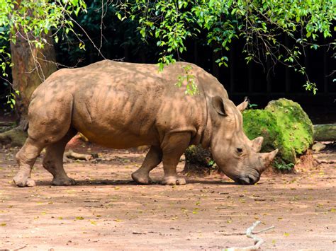 The last Sumatran rhino in Malaysia has died