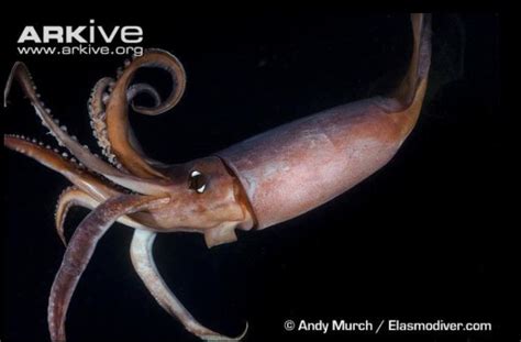 The Humboldt squid also known as the red devil, Diablo Rojo, And the ...