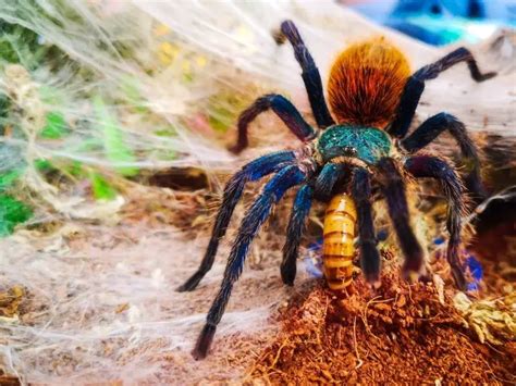 Greenbottle Blue Tarantula: Care Guide & Species Profile - Everything ...