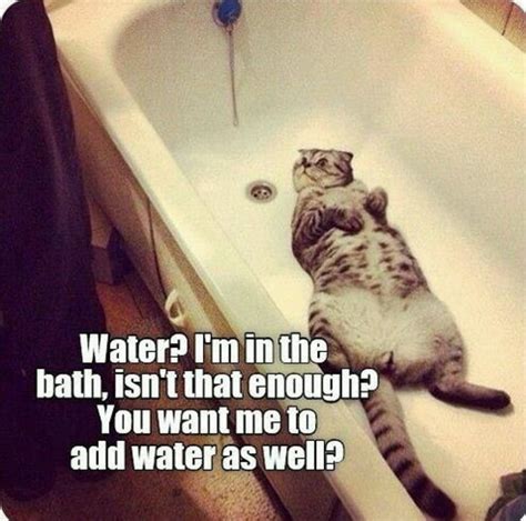 Cat in the bath meme