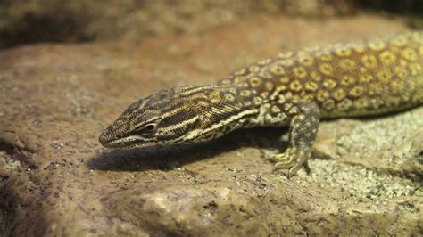 RED ACKIE MONITOR!! (Varanus acanthurus) | Monitor, Animals, Red