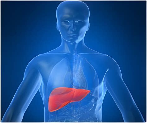 Target Against Cirrhosis And Liver Inflammation Identified