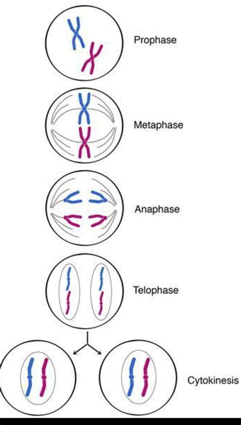 Elaborate the different stages of karyokinesis with the help of ...