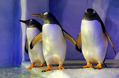 Penguin Feeding | Ocean Park Hong Kong