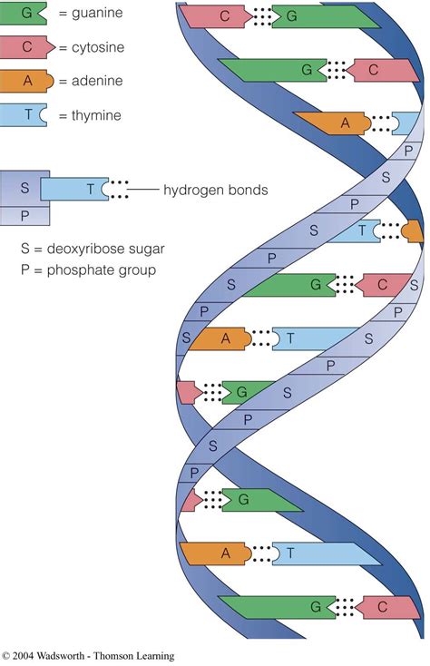 Complementary base pairs: purine-pyrimidinepairs; sugar-phosphate backbone; 2 DNA strands wound ...