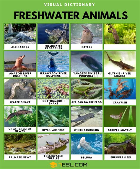 List of Freshwater Animals with Facts • 7ESL