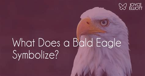 What Does a Bald Eagle Symbolize? 7 Powerful Meanings - Joyce Elliott