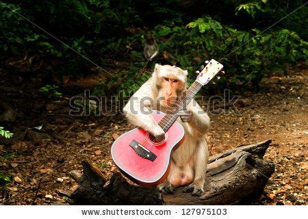 funny monkey playing electric guitar | Monkeys funny, Stock photos ...