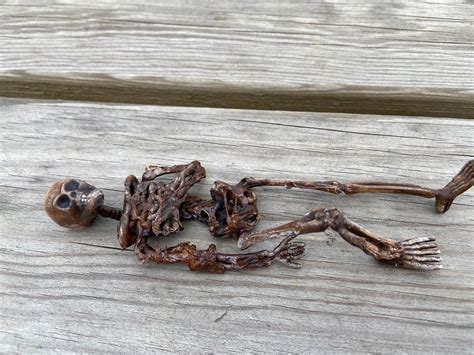 1/12 Scale Skeleton With Rotting Flesh for Dolls House 6 Tall - Etsy UK