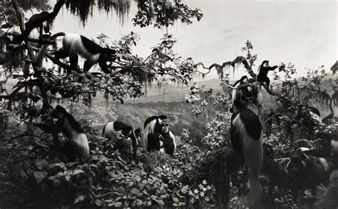 HIROSHI SUGIMOTO | 'WHITE MANTLED COLOBUS' (FROM THE SERIES DIORAMAS), 1982 | Photographs ...