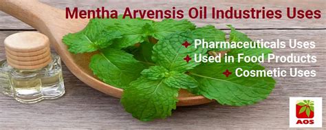 Mentha Oil - Industrial Uses, Benefits and Properties Blog