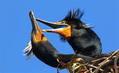 Ten Amazing Alameda Birds