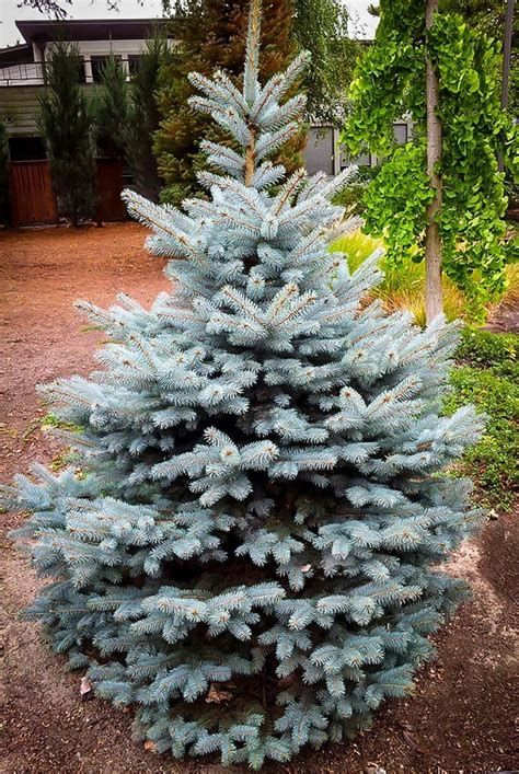 Buy Baby Blue Spruce For Sale | The Tree Center™