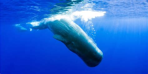 Sperm whale - Whale and Dolphin Conservation