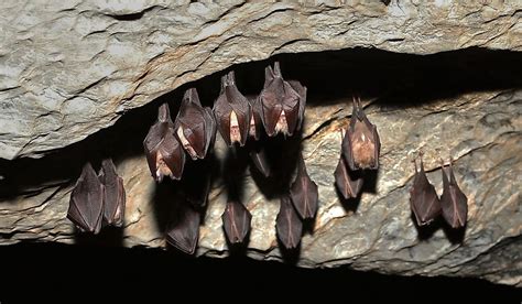 Do Bats Hibernate? - WorldAtlas.com