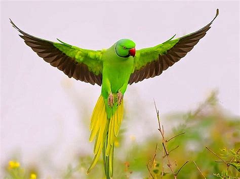 HD wallpaper: Flying Green Parrot-HD Photo Wallpaper, green parakeet ...