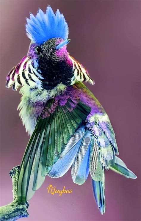 Pin on Birds Of a Feather | Beautiful birds, Pet birds, Funny birds