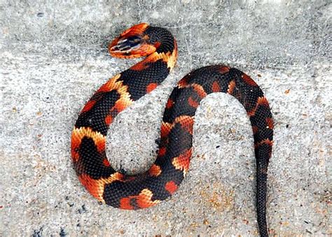 reptilesrevolution: This is a very colorful, and young, Broad-banded ...