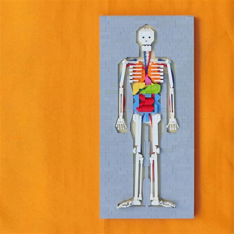 LEGO: Human Body | Lego figures, Lego, Lego art