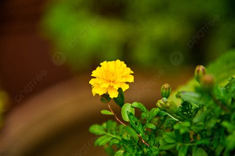 Marigold Flower Petals Plant Photography Illustration Background And ...