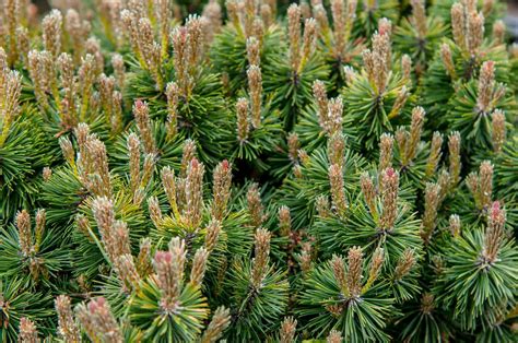 How to Grow and Care for Dwarf Mugo Pine