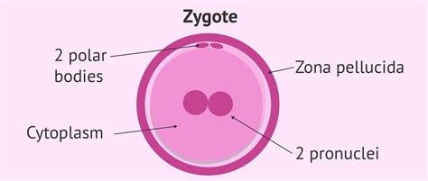 Embryonic stage: zygote