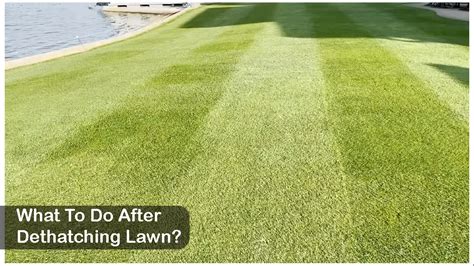 What to Do After Dethatching Lawn? Complete Guide - LawnAsk