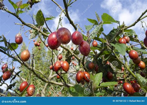 Tamarillo Fruit Tree Stock Photography - Image: 30756122