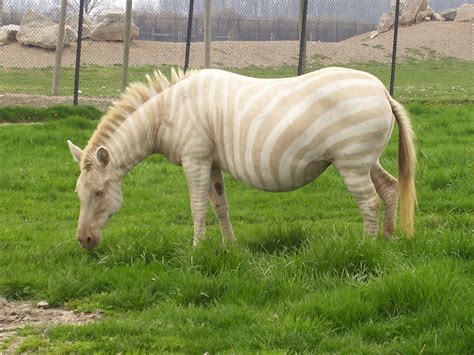 File:Albino Zebra.JPG