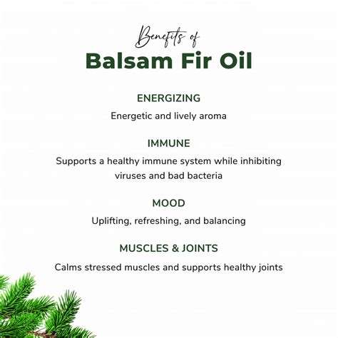 Balsam Fir Essential Oil - Abies balsamea